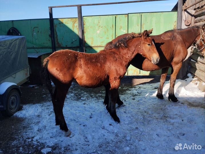Кобыла с жеребенком