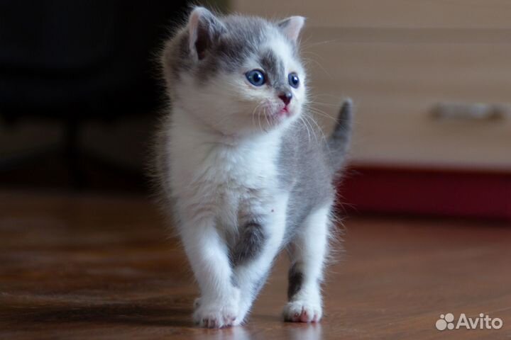Котёнок ищет дом и добрые руки