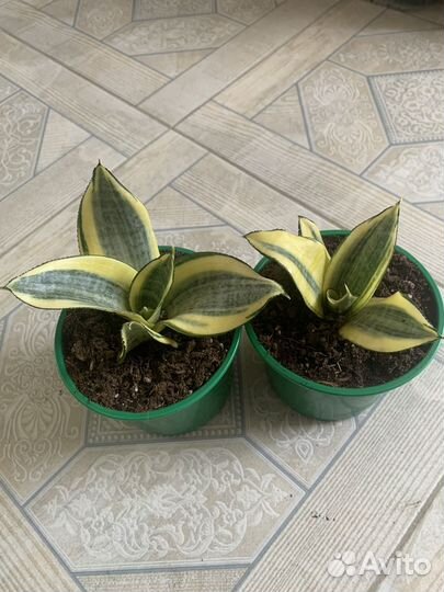Сансевиерия сортовая