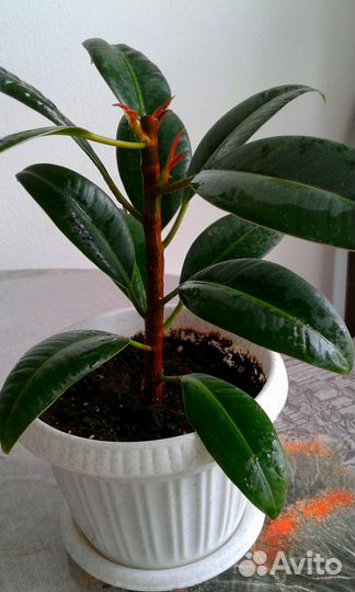 Комнатные цветы,фикус Бенджамина