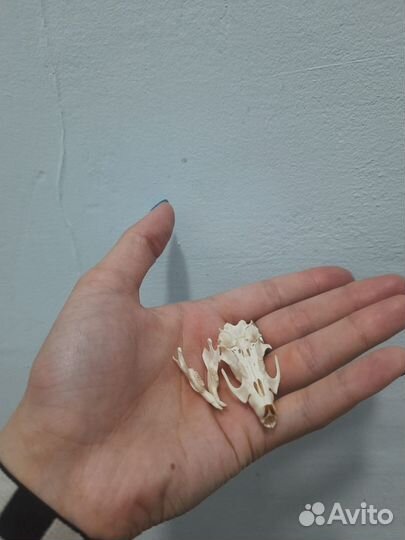 Череп крысы