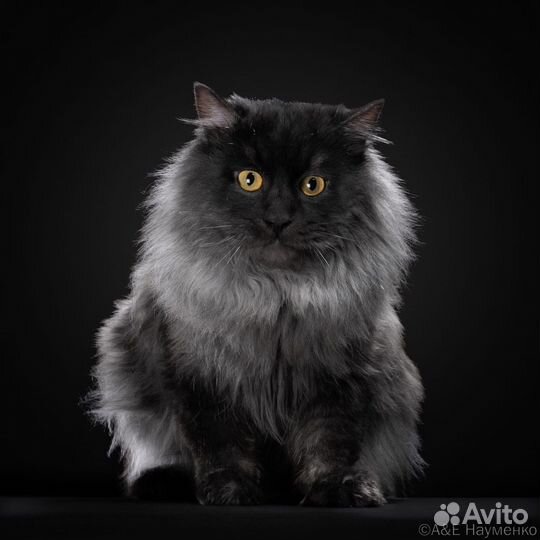 Курильский бобтейл вязка