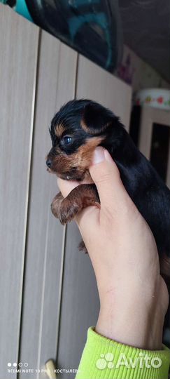 Йоркширский терьер