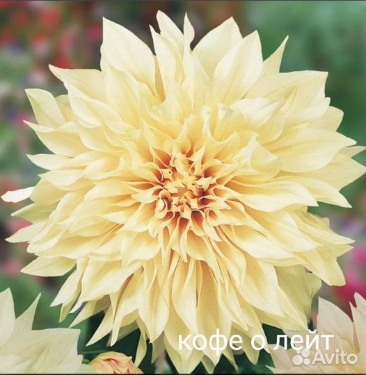 Георгины корни