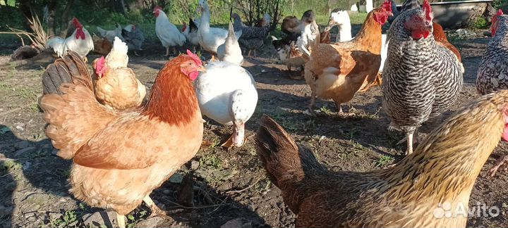 Куры несушки