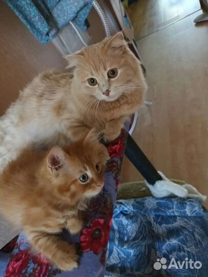 Кошка для вязки