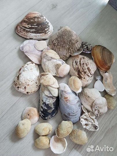 Декоративные ракушки