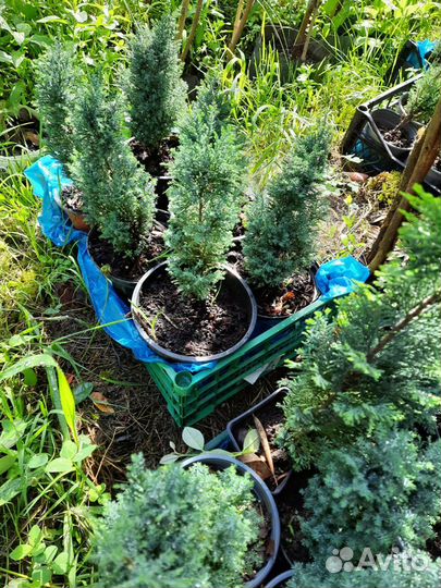 Кипарисовик