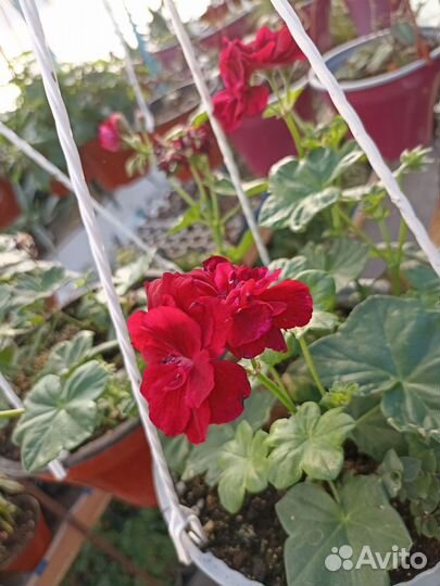 Цветы в кашпо