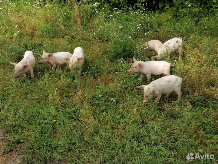 Продам поросят