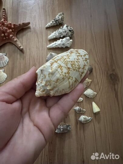 Набор ракушек для аквариума все целые