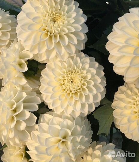 Набор деленок георгин 