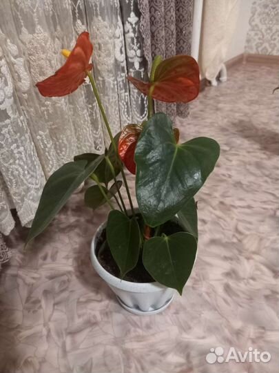 Комнатные цветы антуриум