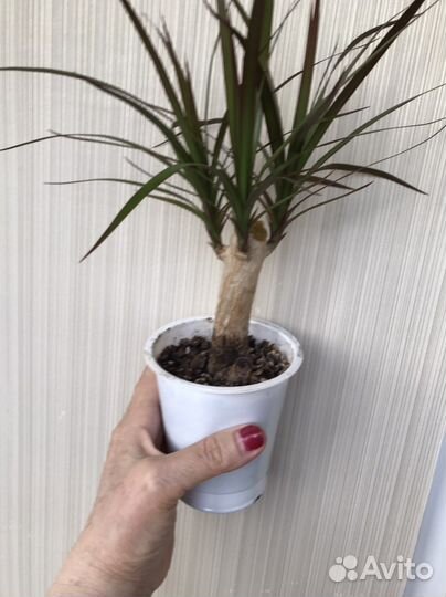 Финиковая пальма