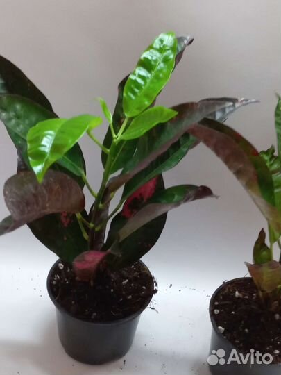 Кротон миссис айстон