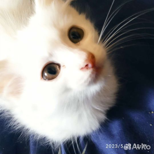 Котята в добрые руки бесплатно, девочки