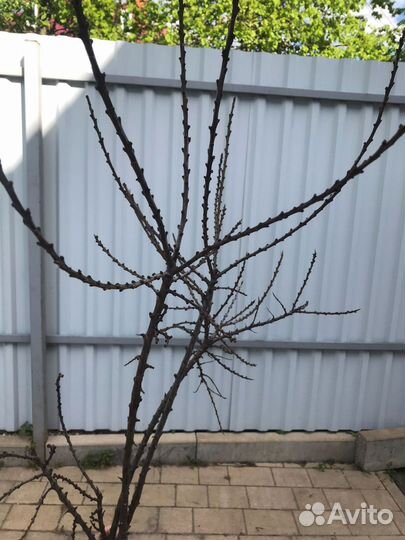 Ветки для декора