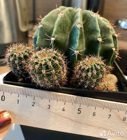 Кактус эхинопсис (нежно-розовые цветы)