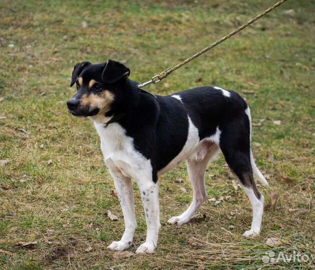 Собака Гризли, 2.5 года, настоящий охранник