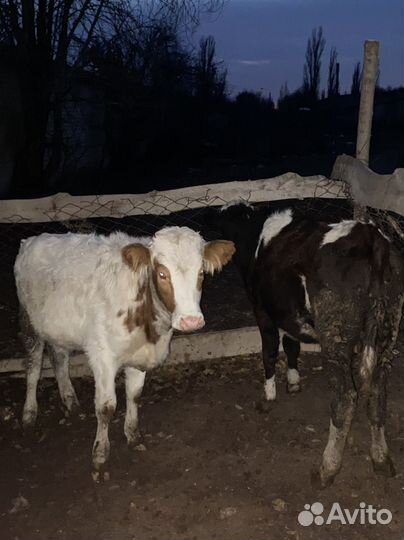 Бычки телки