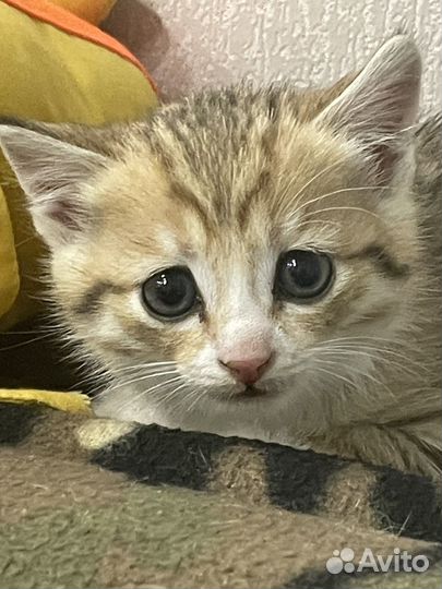Котенок в добрые руки