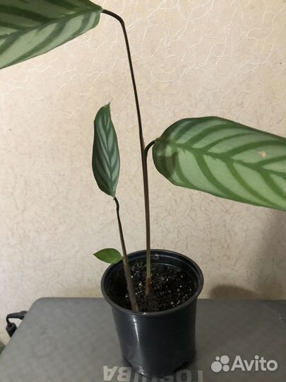 Калатея Литце