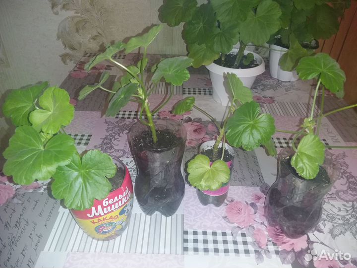 Герань розебудная