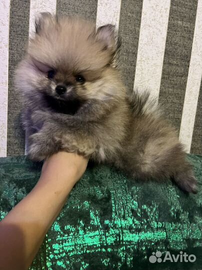 Померанский шпиц мини