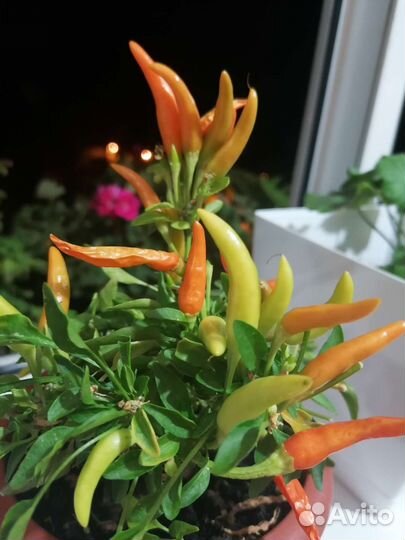 Острый перчик