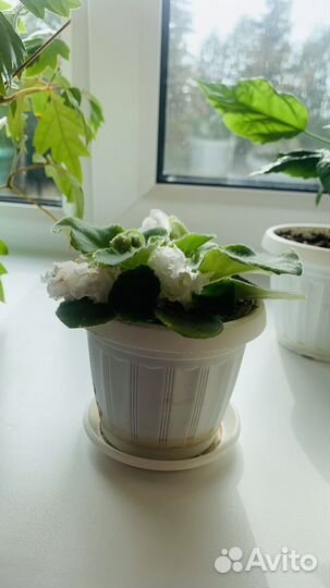 Комнатные цветы