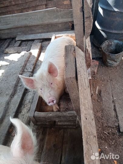 Продам супоросных чушек