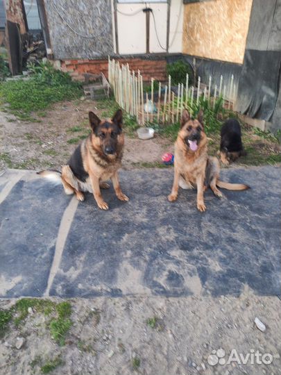 Немецкая овчарка