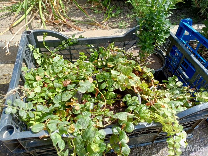 Вербейник монетчатый