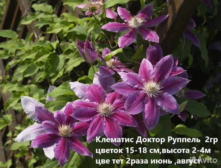 Клематисы разных сортов