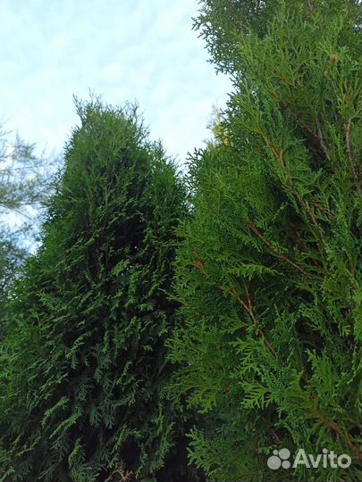 Туя спираль, 2,1-2,2м