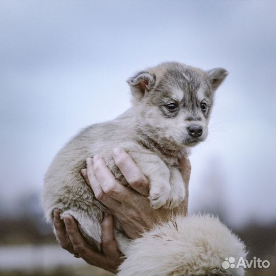 Щенок Енотик