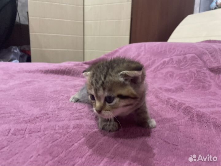 Шотландские котята