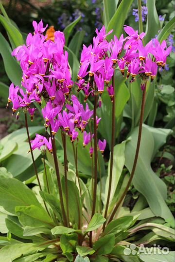 Додекатион,морозник,печеночница