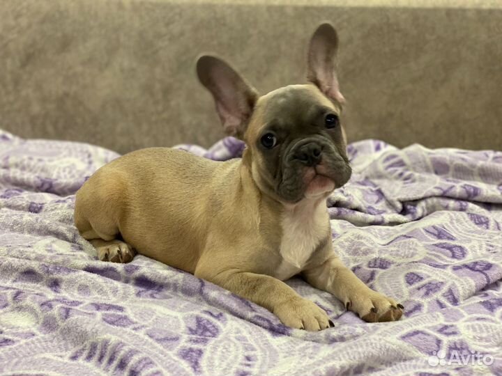 Французский бульдог