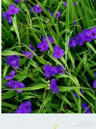 Традесканция садовая