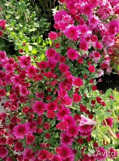 Хризантема