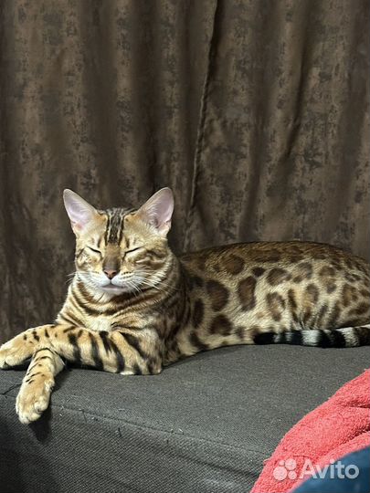 Бенгальская