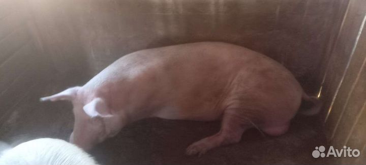 Поросенок ландрас