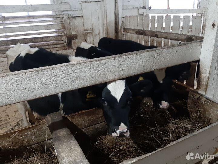 Телята телочки