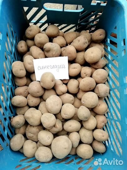 Картофель Синеглазка семенной