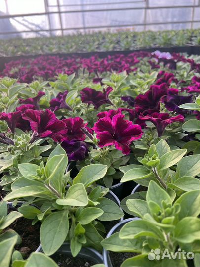 Цветы рассада