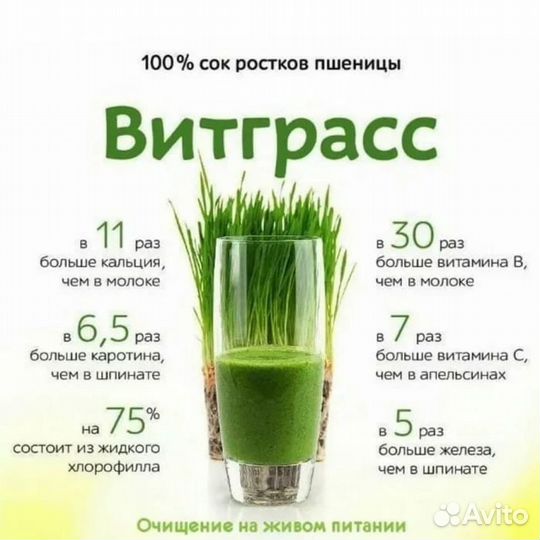 Wheatgrass, Витграсс