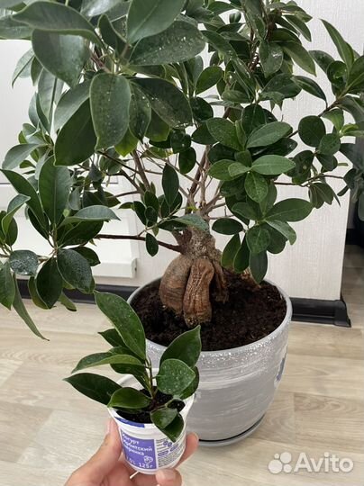 Фикус микрокарпа
