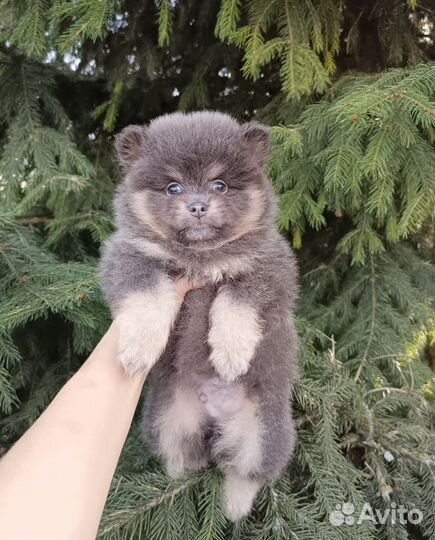 Мишки редких окрасов