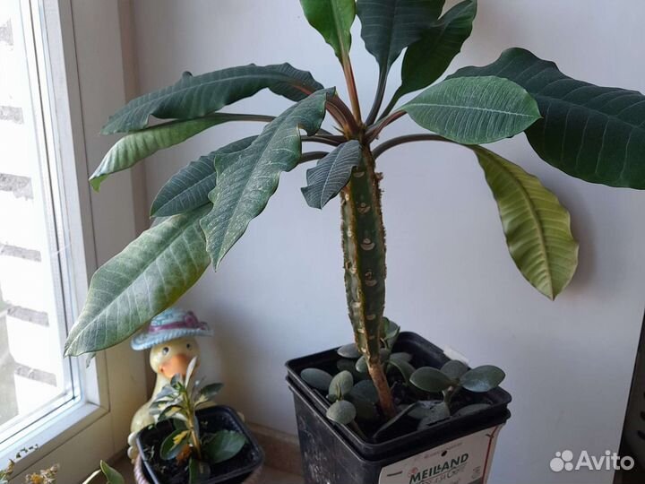 Алое вера, малочай,денежное дерево